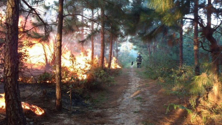 Incêndio consome 50 hectares de vegetação nativa em Laguna