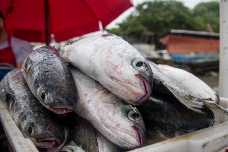 Portaria encerra temporada da pesca de tainha de 2018 para frota de emalhe anilhado