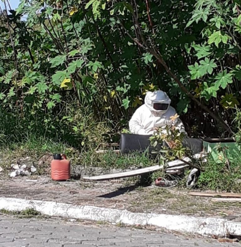 Catadores de lixo morrem após serem atacados por abelhas em Navegantes
