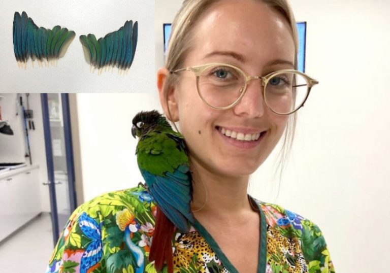 Veterinária faz asas novas para papagaio mutilado voar