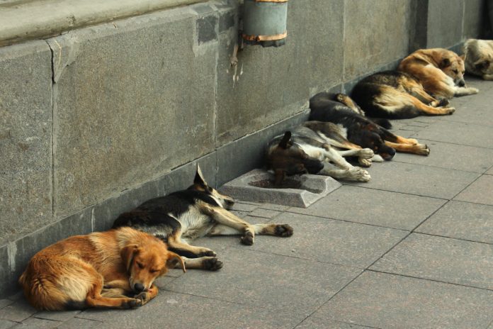 #Pracegover Foto: na imagem há vários cães deitados na calçada