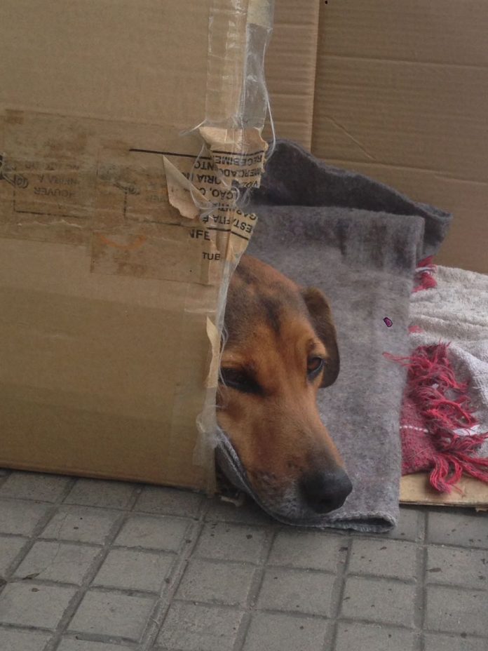 #Pracegover Foto: na imagem há um cão, uma caixa de papelão e cobertores