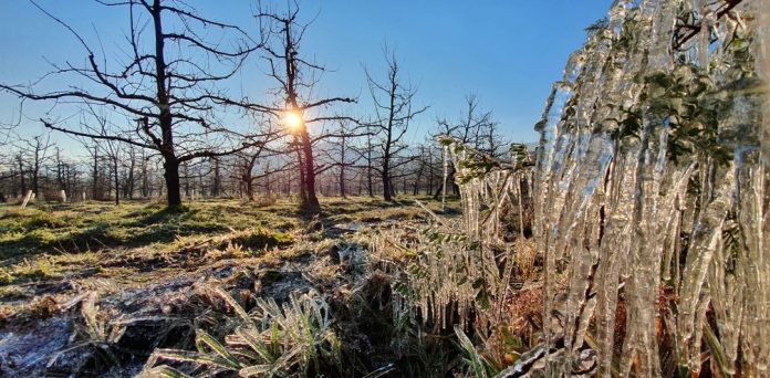 #Pracegover Foto: na imagem há árvore e uma paisagem congelada