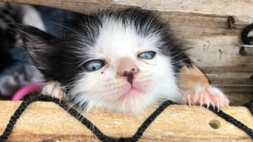 Gatos morrem em incêndio em colônia para felinos em Salvador; mais de 200 animais viviam no local 