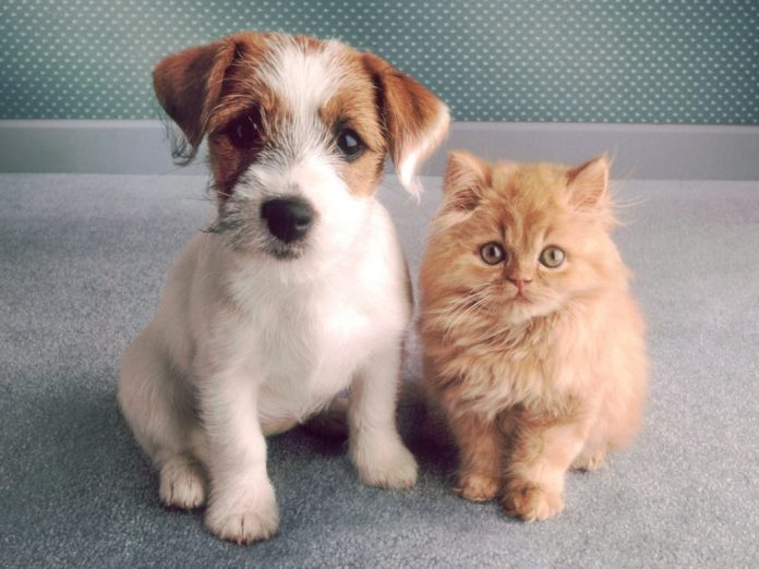 #Pracegover foto: na imagem há um cão e um gato