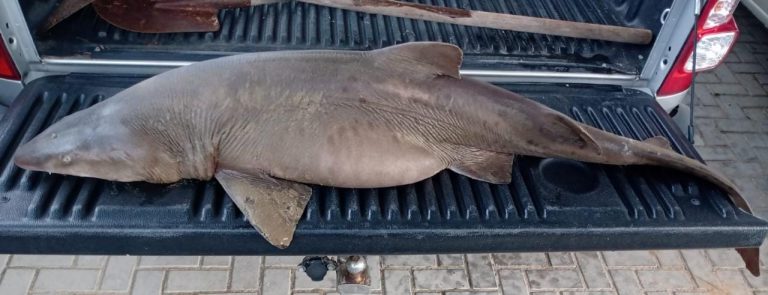 Tubarão-Mangona encalha e morre na Praia do Gi, em Laguna