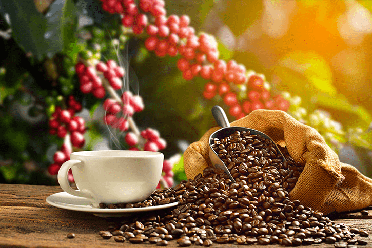 Cafés do Brasil tem valor bruto da produção total estimado em R$ 48,8 bilhões no ano-cafeeiro 2023