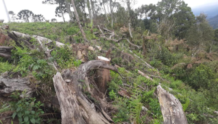 Promotoria de Justiça de Urubici vistoria quatro áreas e flagra corte ilegal de árvores nativas