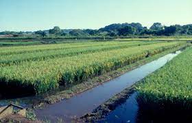Foto mostra lavoura de arroz irrigado. Ambiente é campo experimental da  Embrapa, que tem empreendido esforços para melhorar e qualificar a produção brasileira de arroz irrigado. Foto Divulgação Embrapa