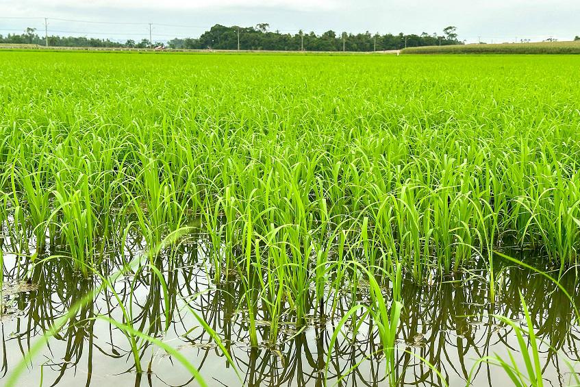 Foto mostra lavoura de arroz irrigado, produzido em SC. 