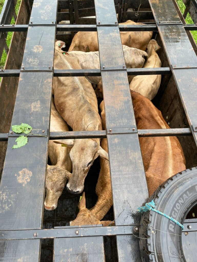 Polícia Civil e CIDASC identificam rebanho bovino irregular em Irani