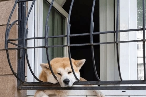  Tribunal de Justiça de Santa Catarina mantém condenação por maus-tratos a cão em Porto União