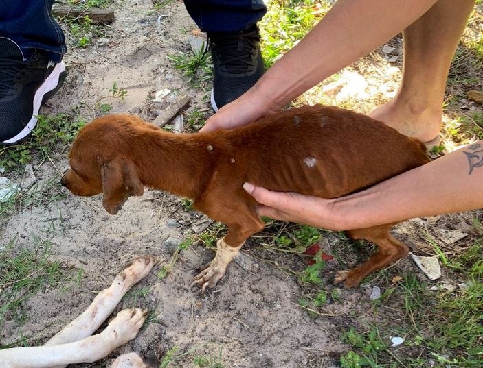 Polícia Civil lança portal para adoção de cães vítimas de maus-tratos